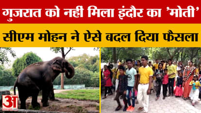 CM Mohan changed his decision on the request of Indoris, now Moti will not be sent to Gujarat? | Amar Ujala