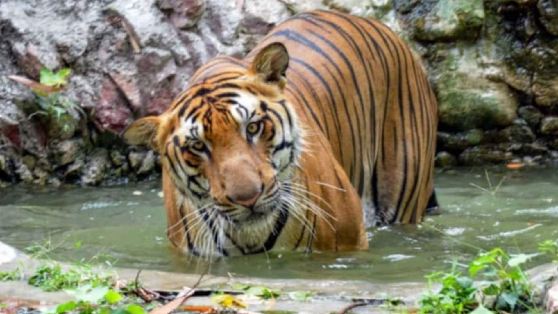 रणथंभौर टाइगर रिजर्व