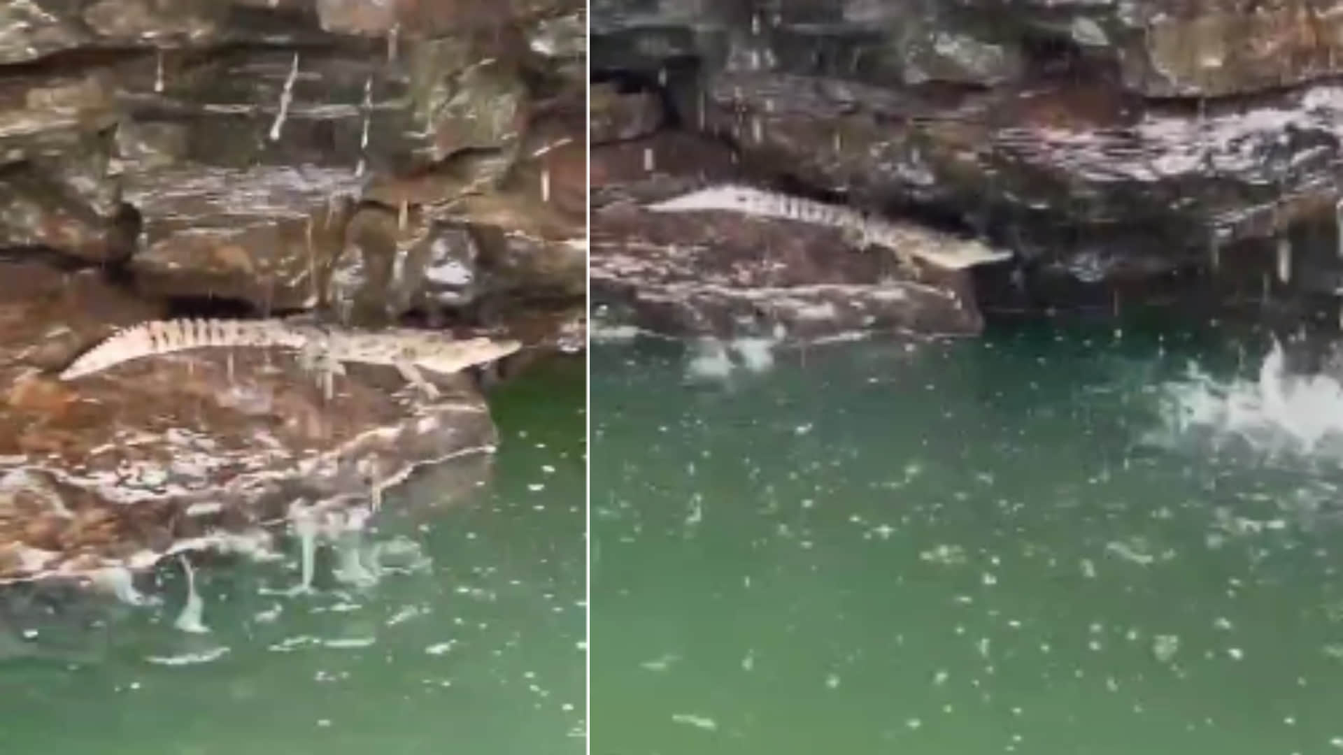 ओंकारेश्वर में नर्मदा नदी में दिखा मगरमच्छ