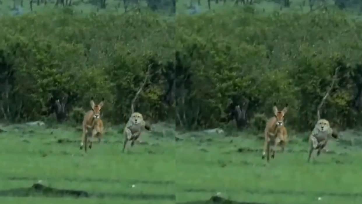 Cheetah Chasing Deer To Hunt At High Speed Ends Up Killing Him While Attacking Video Goes Viral