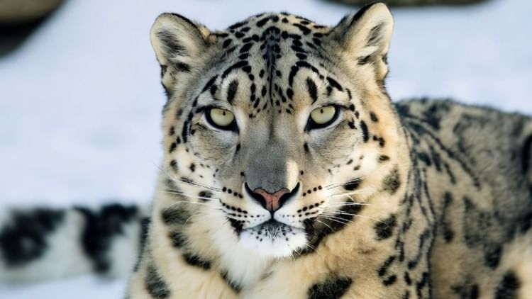 हिमाचल प्रदेश: यहां हिम तेंदुओं की रक्षक बनी नारी शक्ति, माइनस तापमान में ट्रैप कैमरा संभाल रही 11 महिलाएं हिमाचल प्रदेश: यहां हिम तेंदुओं की रक्षक बनी नारी शक्ति, माइनस तापमान में ट्रैप कैमरा संभाल रही 11 महिलाएं