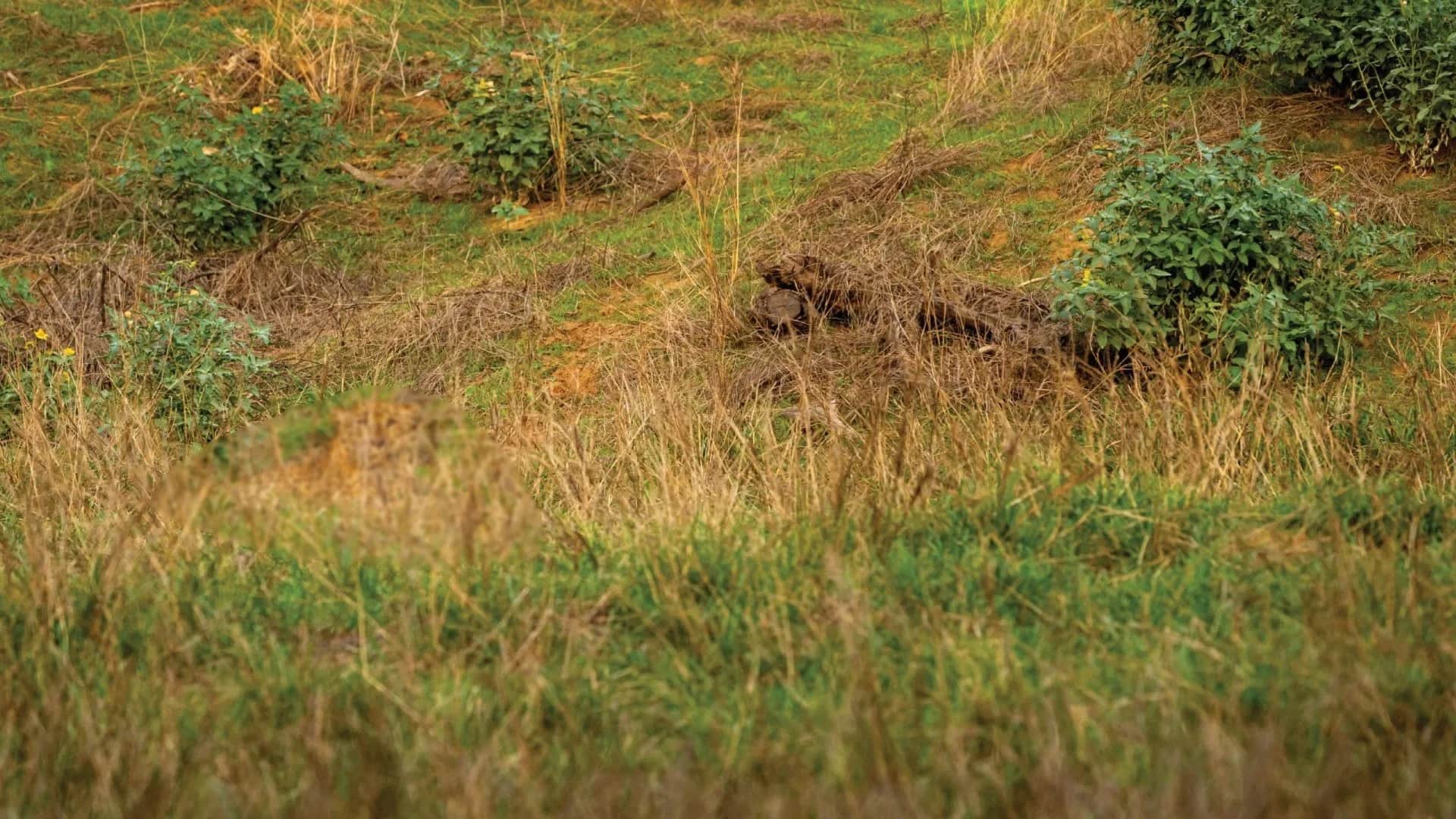 Optical Illusion Iq Test Brain Test If You Have Hawk Eyes then Find Leopard in 15 Seconds