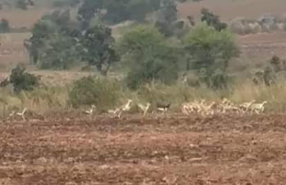 Shajapur News: Deer caught by helicopter, South African team running a special campaign to feed cheetahs