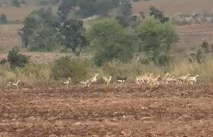 148 blackbucks have been caught so far by helicopters three times and released in Gandhi Sagar Sanctuary.