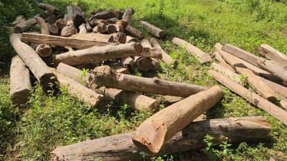 वन विभाग का छापा