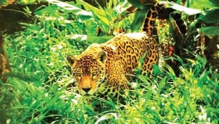 Leopard terror in Thane four people attacked in residential society