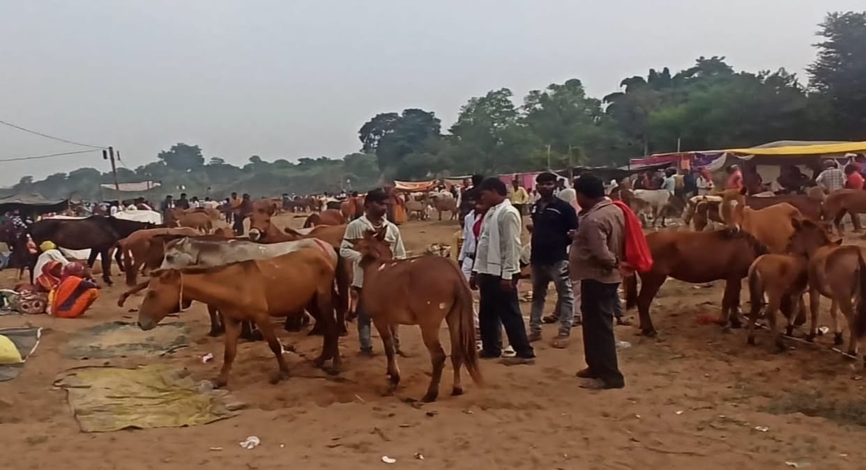 Chitrakoot Donkey Fair Film stars throng the fair Shah Rukh Khan sold for 37000 fair is on verge of extinction