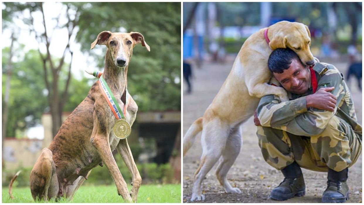 Border Security Force BSF readies Maratha Army British Army Rampur Hound Mudhol Hound Dog of the Meet news