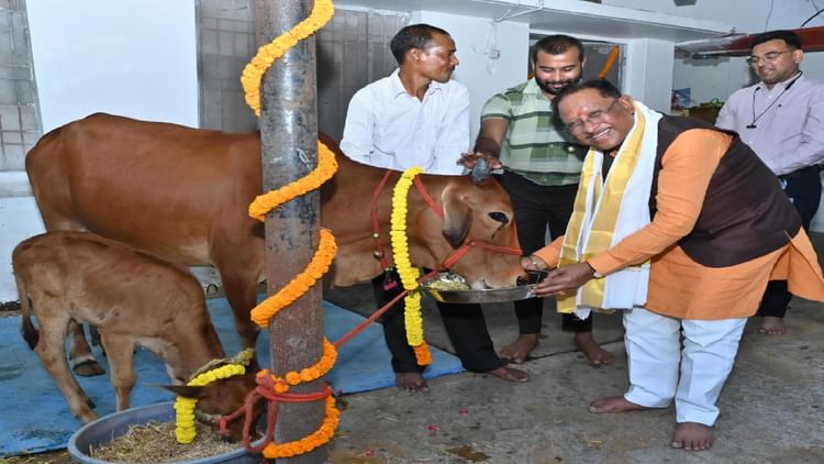 गोवर्धन पूजा: सीएम साय ने गौमाता की पूजा-अर्चना कर खिलाई खिचड़ी, बोले- यहां की मिट्टी में है गौसेवा की भावना