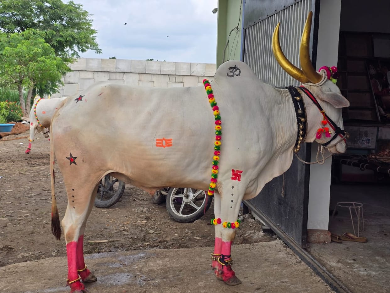 Special on Govardhan Puja: Cattle are being sacrificed to modernity