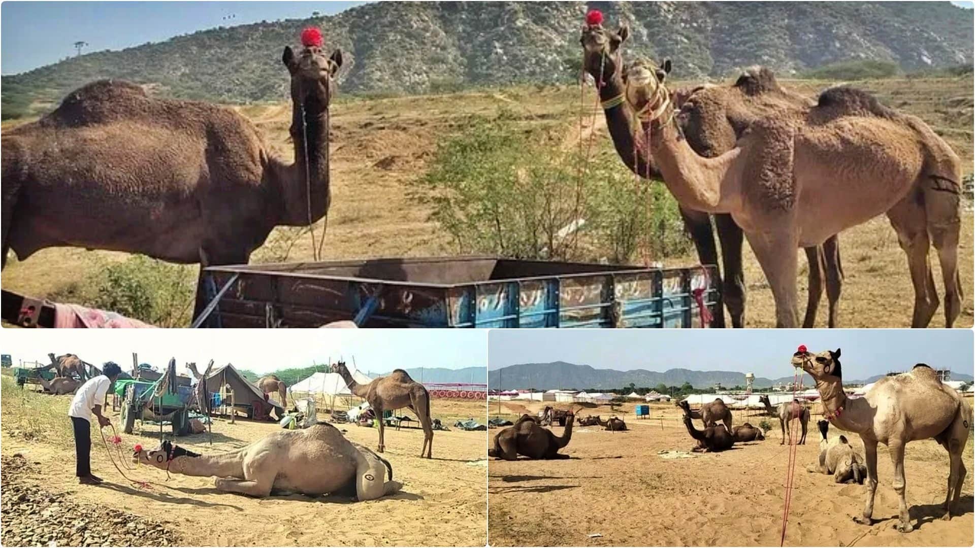 Rajasthan Pushkar Fair 2025 Desert Echoes with Camels Horses Culture and Festive Vibes Photos