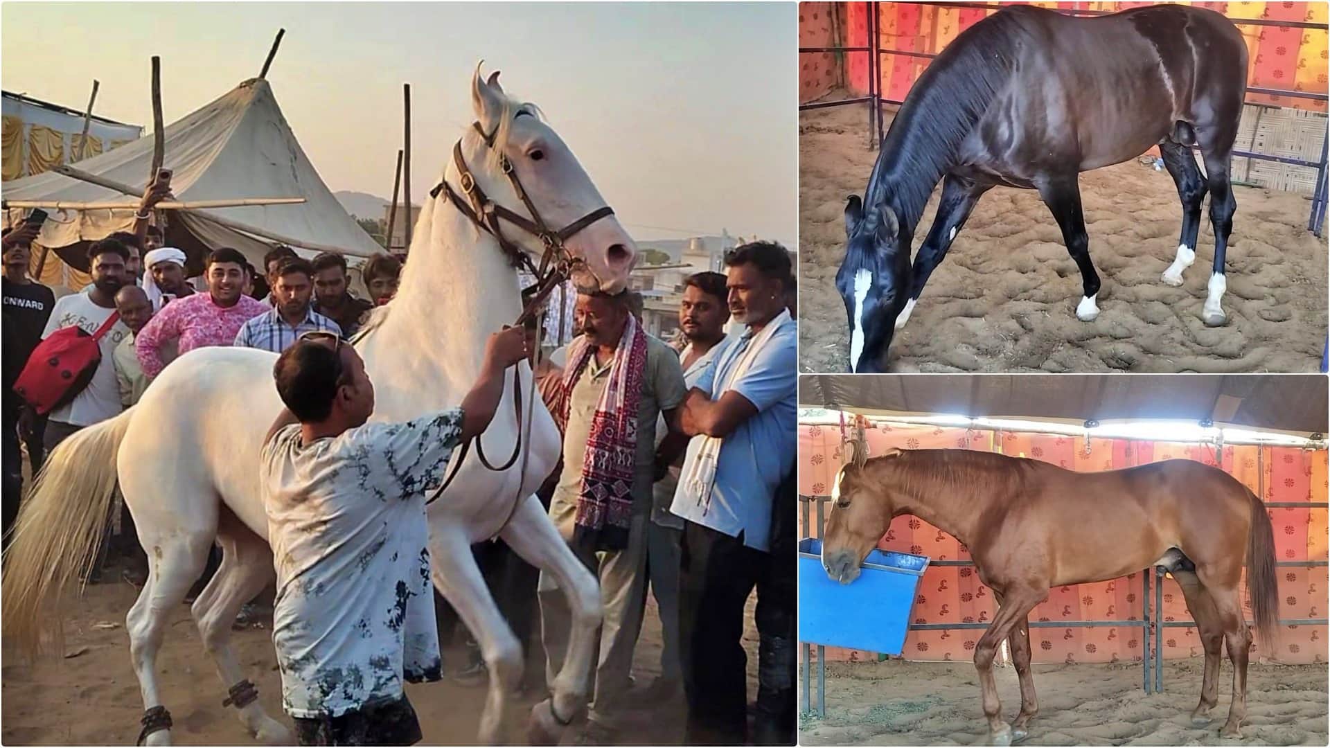 Rajasthan Pushkar Fair 2025 Desert Echoes with Camels Horses Culture and Festive Vibes Photos