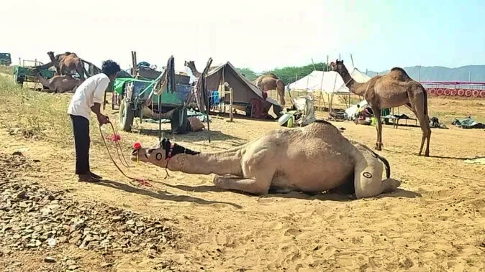 Rajasthan Pushkar Fair 2025 Desert Echoes with Camels Horses Culture and Festive Vibes Photos