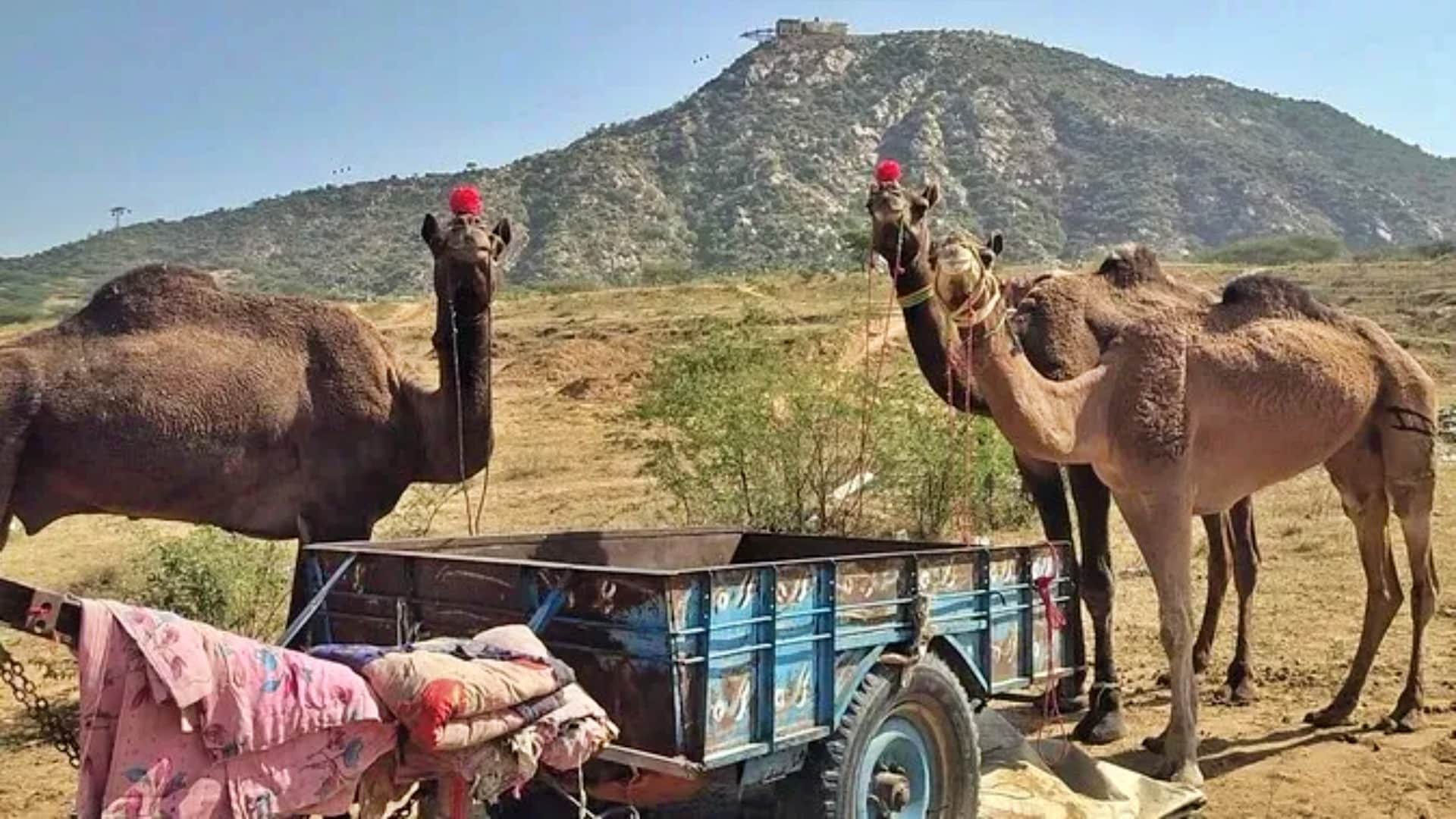 Rajasthan Pushkar Fair 2025 Desert Echoes with Camels Horses Culture and Festive Vibes Photos