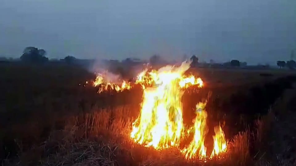 Stubble burning incidents in Punjab and Haryana have decreased by more than 50%