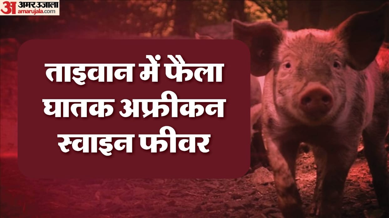 African swine fever hits Taiwan government bans slaughtering Taichung pig farm country on alert