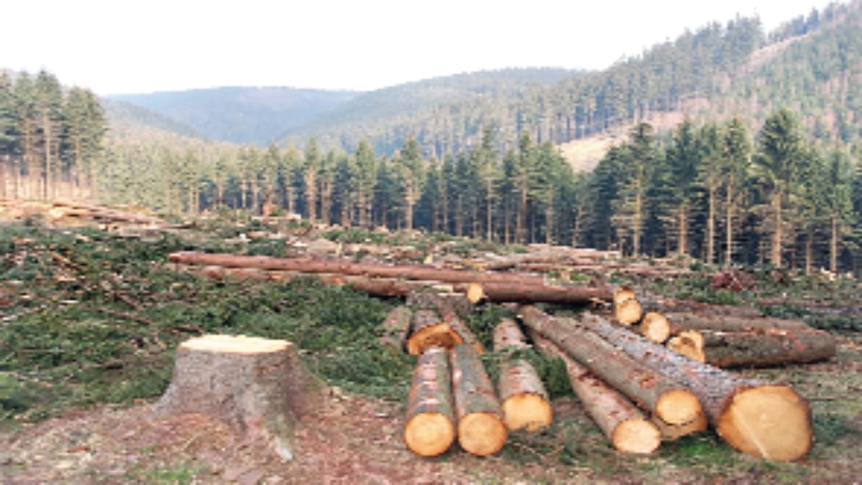 10 million hectares of forest disappearing every year