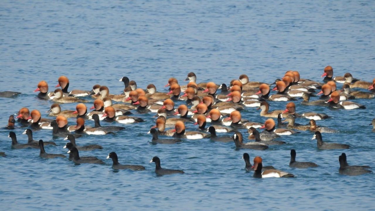 Sirmaur: Five thousand birds of 46 species have set up camp at Asan Barrage.