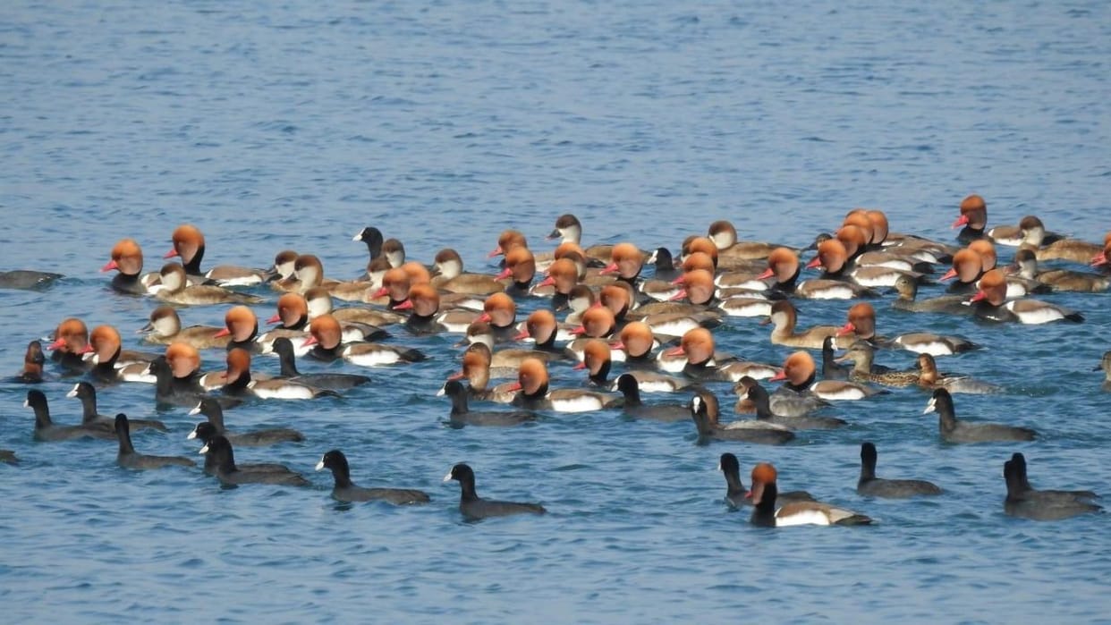 Sirmour Exotic birds most commonly Siberian birds camp at Asan Barrage Himachal-Uttarakhand border
