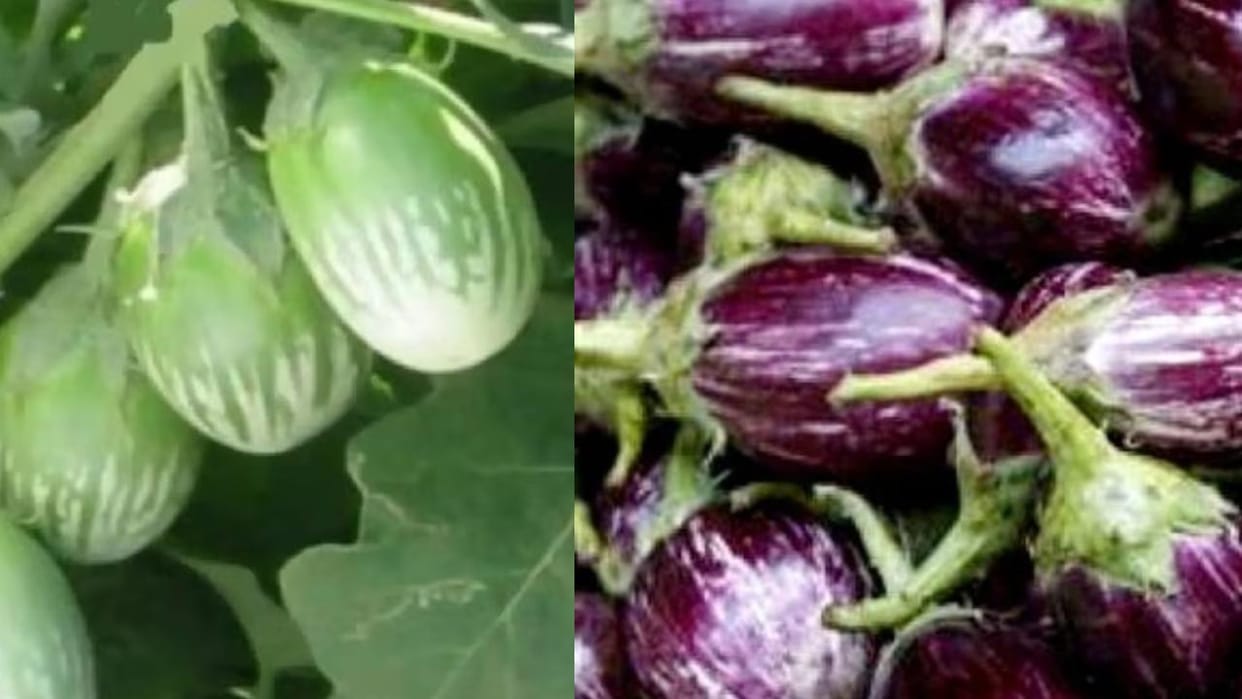 Useful information for farmers: This vegetable crop will generate income