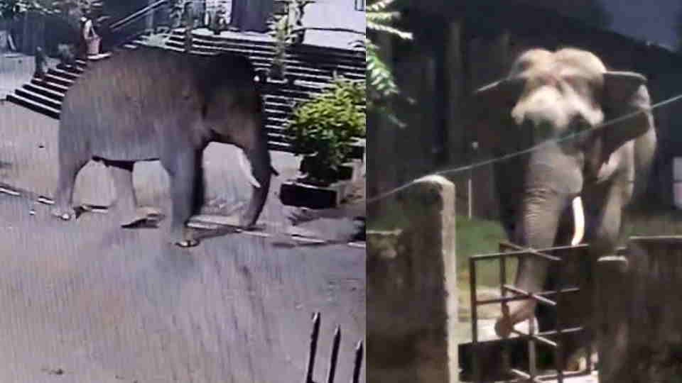 Elephant enters at Haridwar court premises tries to break down gates police officers flee to save their lives