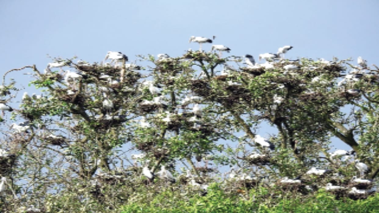 Kaziranga in Assam is not only home to rhinoceros but also to 1919 birds of 146 species