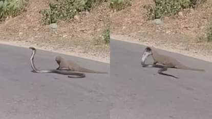 सड़क पर फन फैलाकर बैठा कोबरा, तभी नेवला लेने वाला था जान, लेकिन इससे पहले ही पलट गया गेम