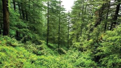 वन क्षेत्र बढ़ोतरी में भारत एक कदम आगे