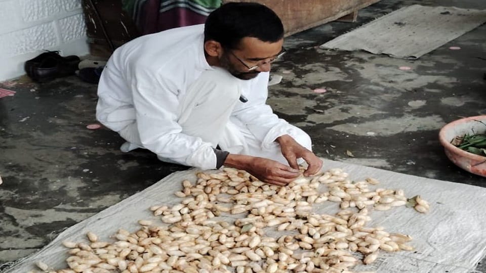 Seeds of coral silk from Assam are being prepared in Uttarakhand.