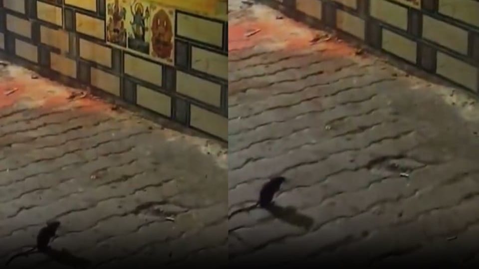 rat performing aarti in front of Ganesh idol in Ganjdundwara in Kasganj, video viral