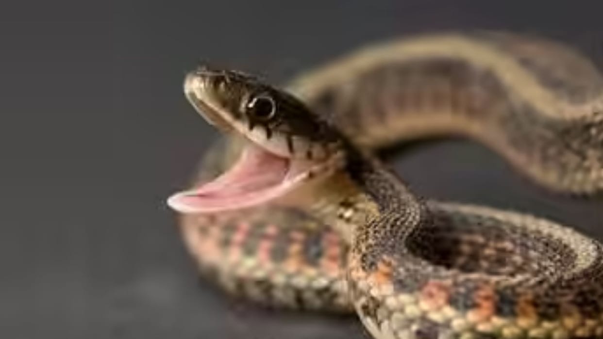 Himachal Now immediate treatment for snake bites and poisoning will be available at PHCs