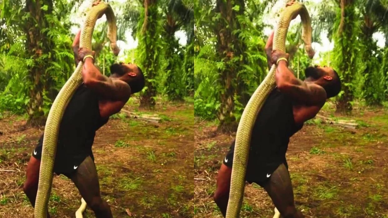 A man was performing a stunt holding a poisonous king cobra in his hand the snake retaliated and attacked him