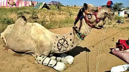 Ajmer News: Ships of Desert Camels Add Charm to Pushkar Fair, Traders and Buyers Arrive from All Over Country