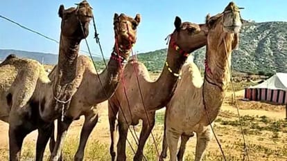 Ajmer News: Ships of Desert Camels Add Charm to Pushkar Fair, Traders and Buyers Arrive from All Over Country
