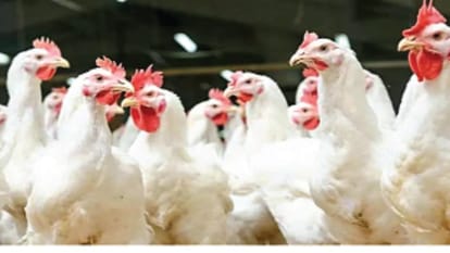 first person to die from a rare H5N5 strain of bird flu know details in hindi