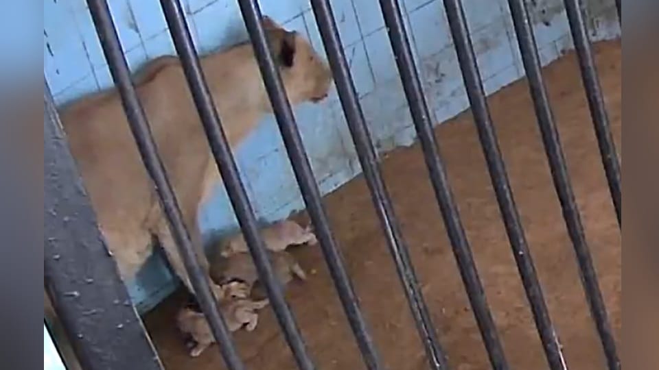 Lioness Geeta gives birth to three cubs in Bhiwani Zoo