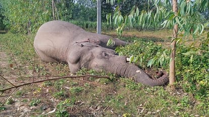 Saharanpur: Elephant came under the grip of dangling wires of HT line, died due to electric shock