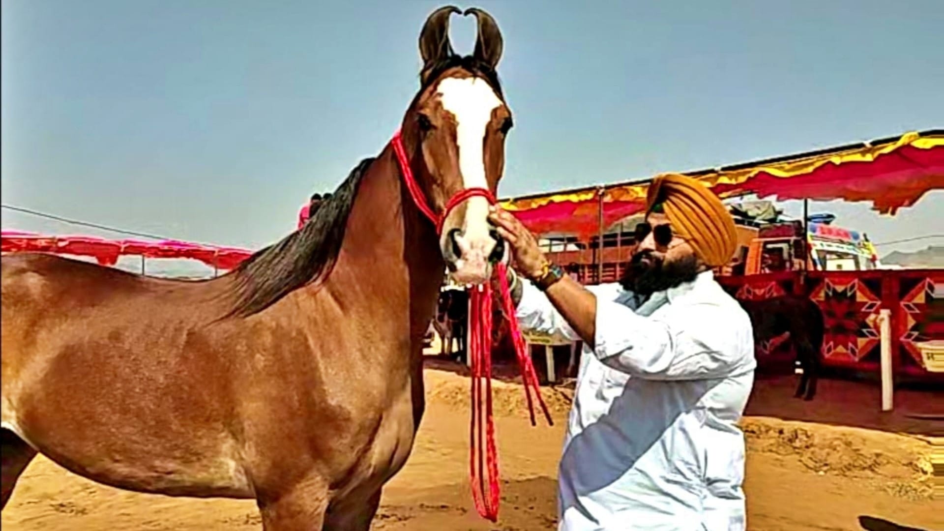 Pushkar Fair 2025 Marwari Mare Nagina Horse Worth ₹1 Crore Steals the Show with Grace and Beauty