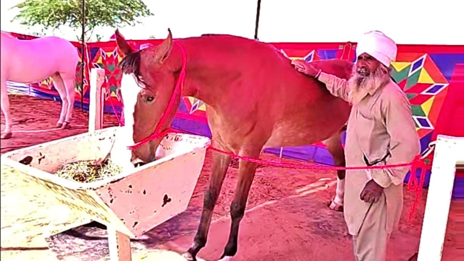 Pushkar Fair 2025 Marwari Mare Nagina Horse Worth ₹1 Crore Steals the Show with Grace and Beauty