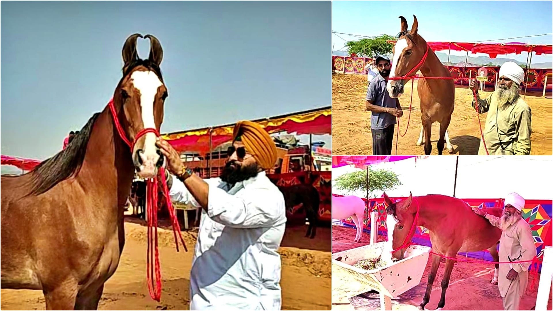 पुष्कर मेले में आकर्षण का केंद्र बनी घोड़ी नगीना