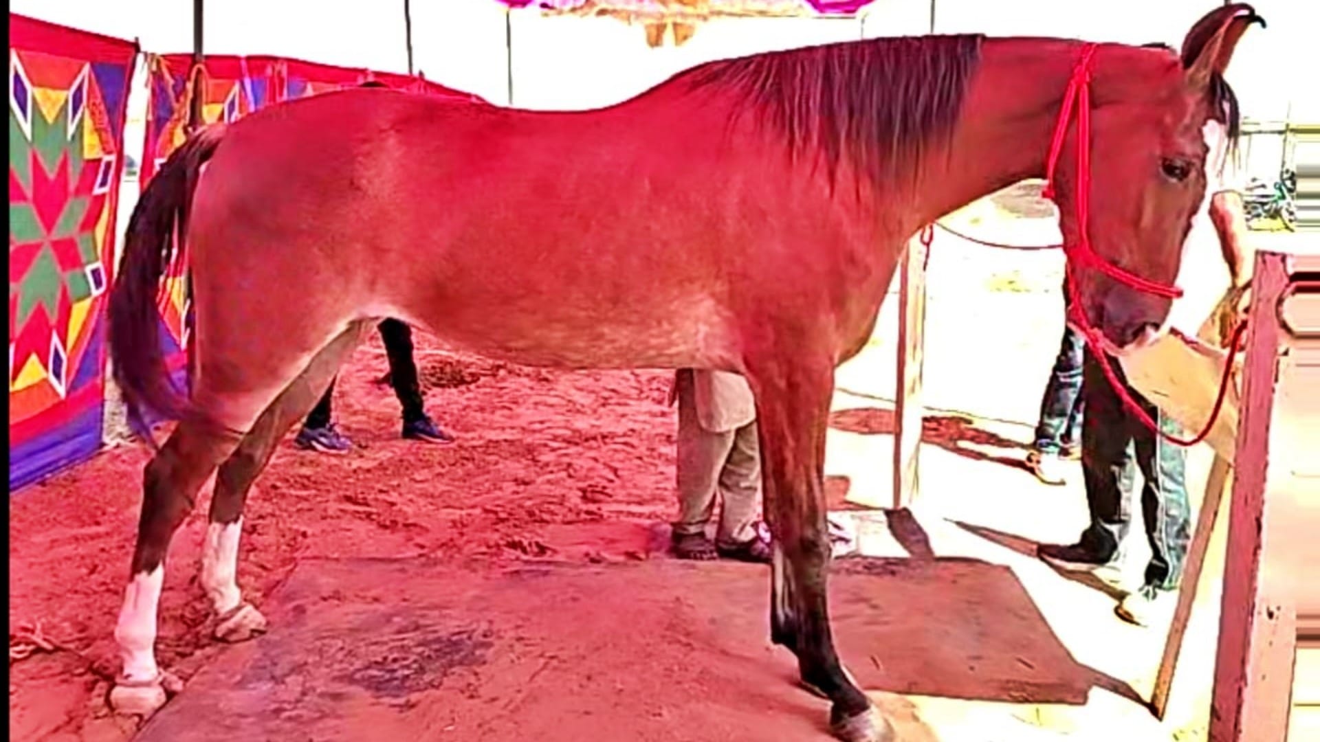 Pushkar Fair 2025 Marwari Mare Nagina Horse Worth ₹1 Crore Steals the Show with Grace and Beauty