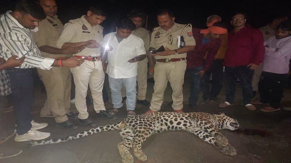A protected leopard died after being hit by a vehicle on the national highway.