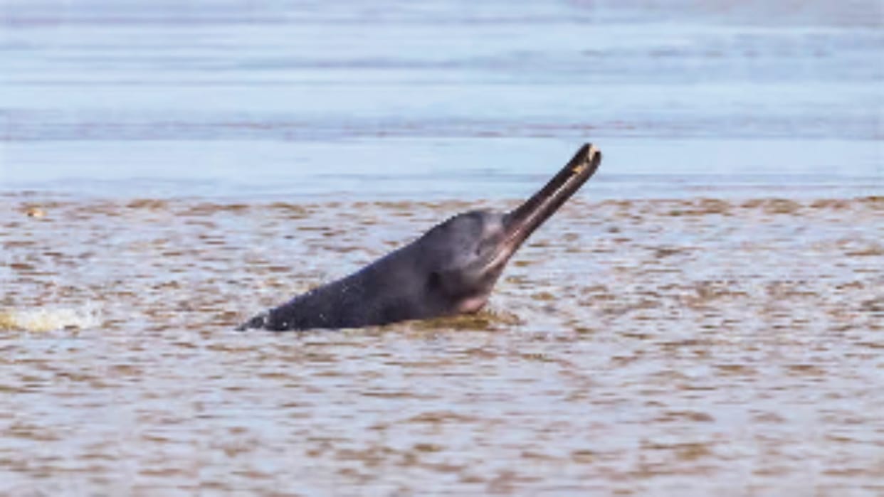 Large freshwater creatures are disappearing from India's rivers News in hindi