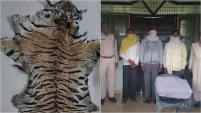 Mandla News: Tiger Skin Smuggling Network Busted Near Kanha Tiger Reserve, 3 Arrested by Forest Dept