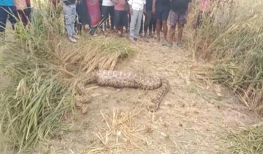 Python swallows baby Nilgai, forest department team catches it and releases it in the forest.