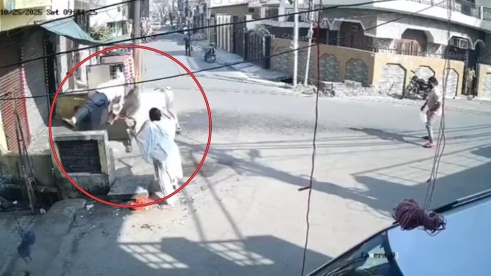 Elderly shopkeeper dies after bull picks him up in Moradabad