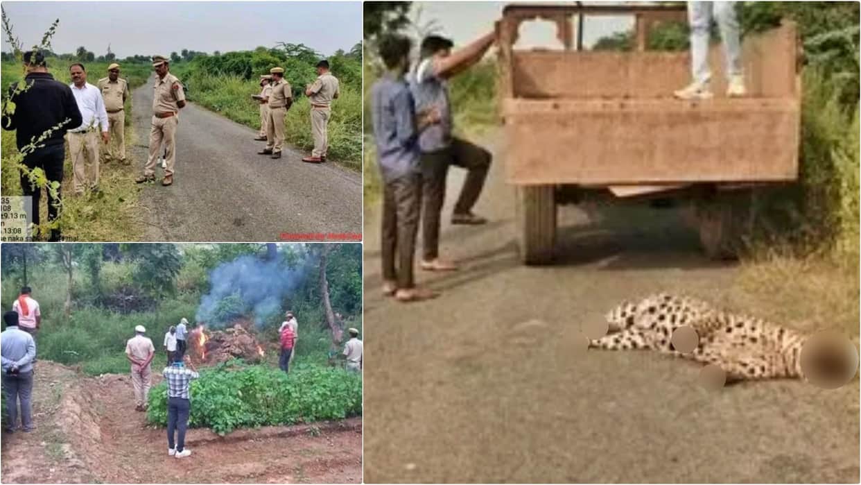 Dungarpur News: Leopard shot with shotgun in Sabala forest area, hunters then cut off its head and claws
