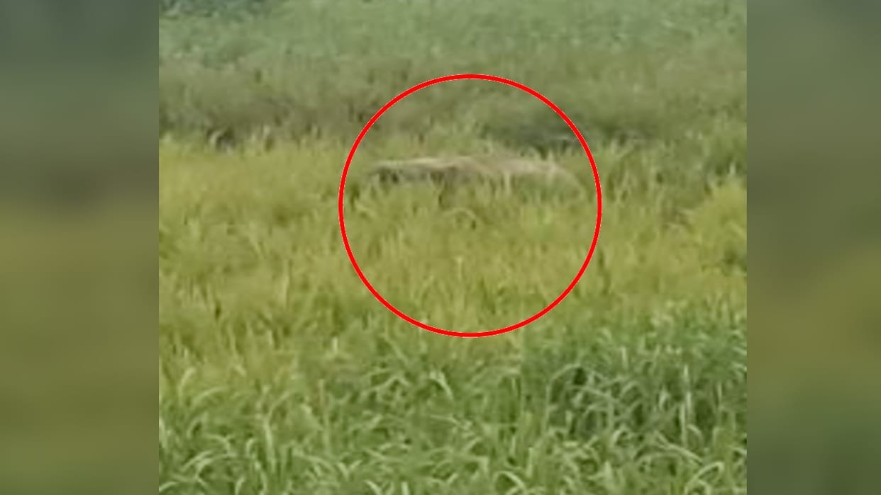 Elephants attack villager in Pilibhit