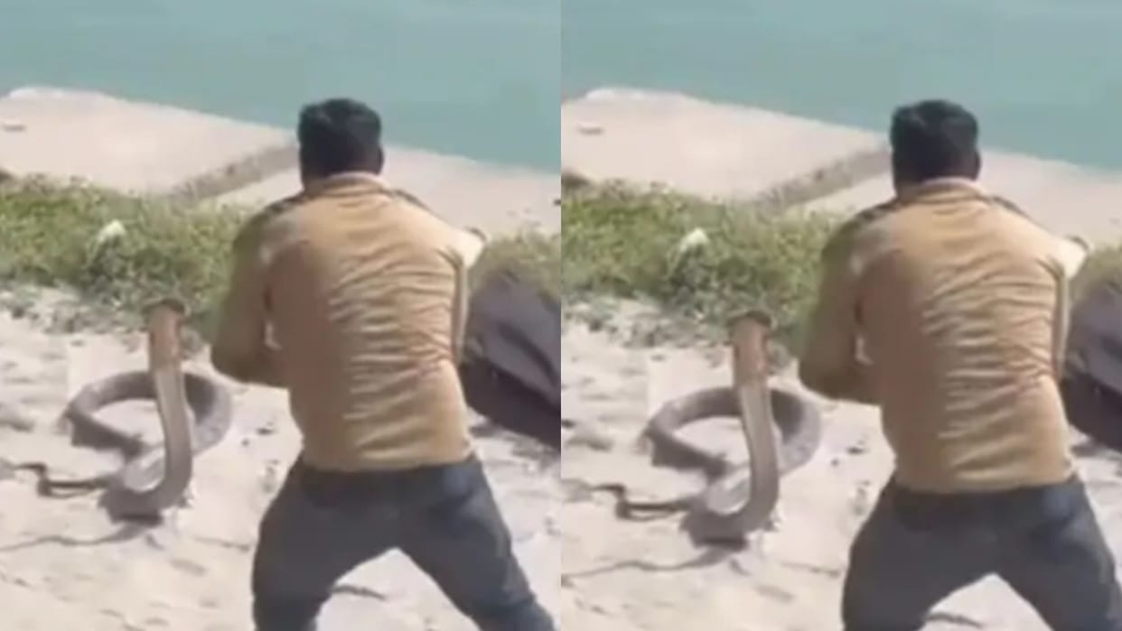 A 15 foot long venomous king cobra was spotted at the Ganges Ghats people running in shock Video Viral