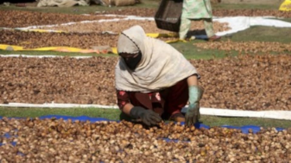 Kashmiri walnut market is in recession rising imports from abroad have worsened situation